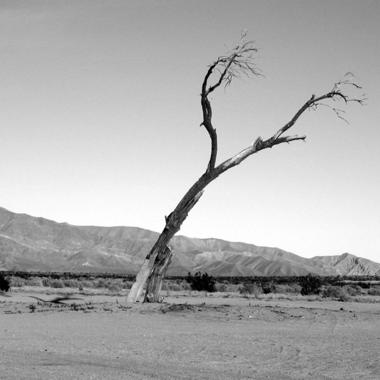 Sterbebegleitung Getrockneter Baum in einer kargen Landschaft mit Bergen im Hintergrund.