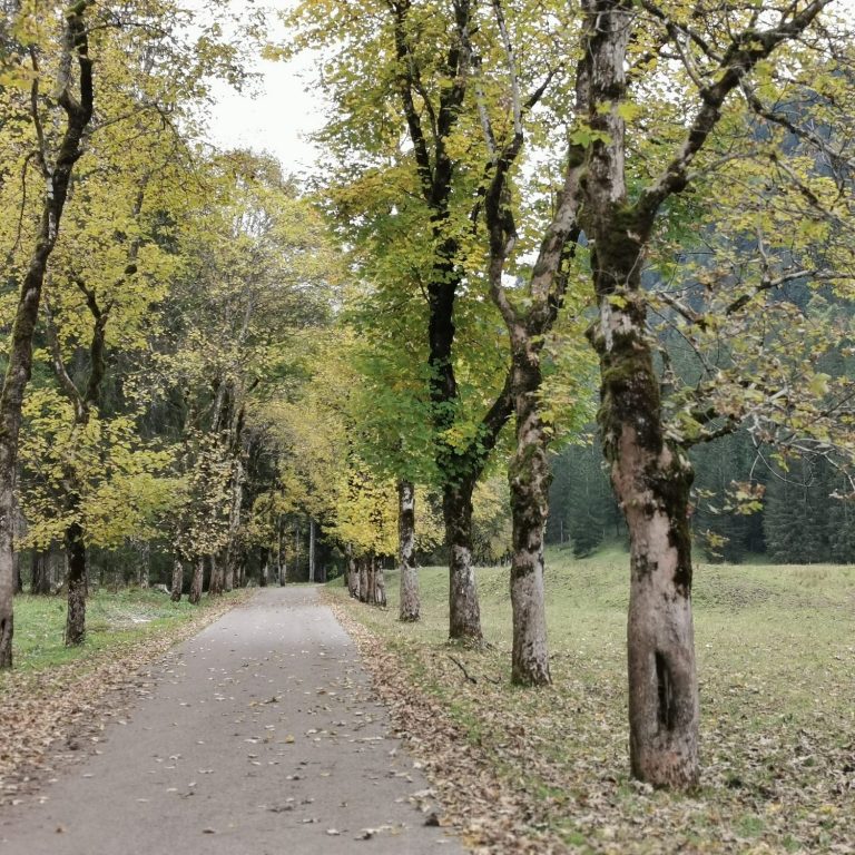 Seelenreisen und Rückführungen Herbstlicher Waldweg mit Laubbäumen und fallenem Blätterteppich.