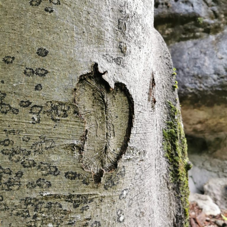 1:1 Seelenbegleitung Eine vertiefte Kerbe in der rauen Baumrinde, umgeben von Moos und Steinen.